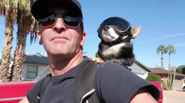Ruff rider! Meet Rocket the motorcycle dog who loves to travel around Arizona