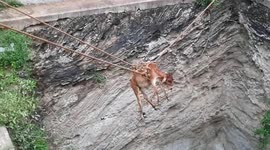 Calf that was trapped in 60-ft dry well rescued in southern India