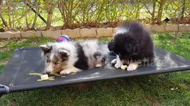 Puppy steals banana from sibling