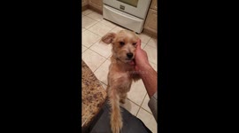 Sweet little puppy doesn't want owner to stop scratching his ear