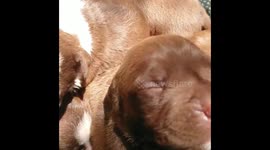Innocent 1 and half week old Pitbull puppies... Puppy love.. Saving man's best friend.