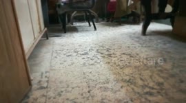 Cat Likes To Catch Dead Snakes