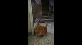 Cat Gets Crazy With Hanged Rope