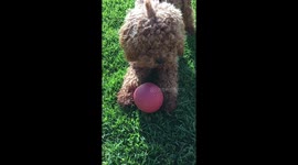 Chelsea’s party trick- playing with ball