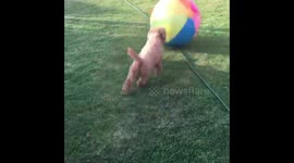 Chelsea the cavoodle chasing pool ball around the yard