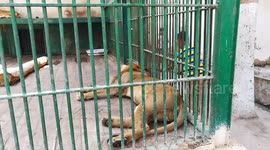 Boys Full Of Enthusiasm After Feeding Lion Steaks