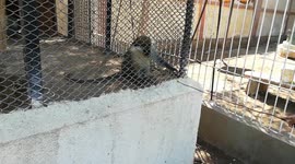 Boy Hands Over Some Fruits To Chlorocebus aethiops Monkey