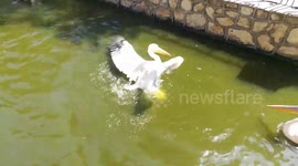 Beautiful Backed Pinked Pelican Swim In Lake