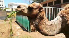 15 Years Old Camel Eats Normally In Egypt Zoo