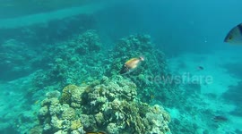 Dangerous Snorkeling At Hilton Sharks bay In Red sea