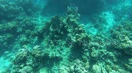 Discovering Beautiful Coral Reefs In Red Sea