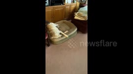My old lady can’t hear when we come home anymore so this is how we have to wake her