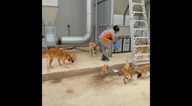 Worker Feeds Stray Dogs On Lunch Break In Saudi Arabia