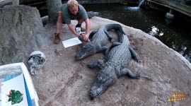 Florida Man Shares Thanksgiving with Alligators