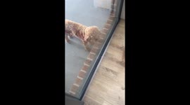 Cute Chelsea the cavoodle puppy dog fascination with mop but not too keen to help!