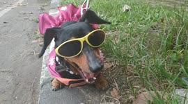 a clarinse female dog is cute with glasses