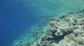 Encounter With World Rare Koi Fishes In Sharm El Sheikh