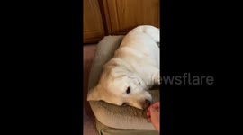 'My old lady can’t hear when we come home': Adorable deaf dog has to be woken up by sense of smell