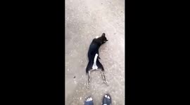 Dog pretends hind legs are injured by sliding across floor to gain owner's attention