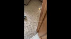Little dog rats on his brother for getting into the toilet paper