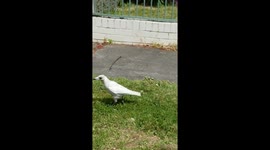 Rare white magpie caught on camera in Australia