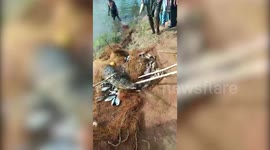 Indian fishermen frantically drag crocodile back into water after discovering the reptile was trapped in their net