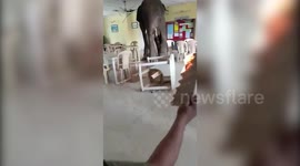 Hungry elephant raids canteen in northeastern India but shooed away by worker