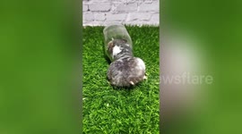 Flexible hamster squeezes into narrow glass bottle for snacks and somehow doesn't get stuck