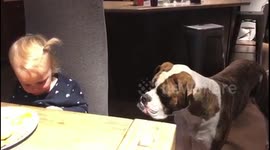 Little girl bosses around giant puppy
