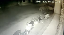 Motorcyclist knocked over by two bulls fighting in western India