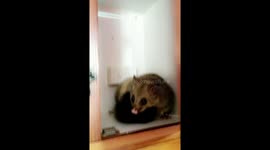 Australian man hilariously documents possum living in his kitchen cabinet