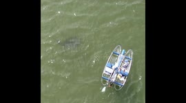 Drone footage of a dolphin jumping and getting big air