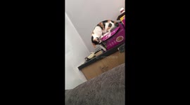 2 cats playing in a box