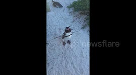 Penguin sounds like Donkey