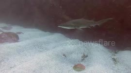 Close shark encounter