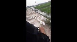 The man struggling to ride the motorbike over hundreds of ducks on the road
