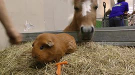 Shetland Pony is curious about a guinea pig