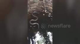 Villagers in India rescue 13ft king cobra stuck down well