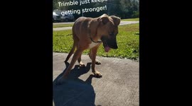 Our special needs pup learning to walk!