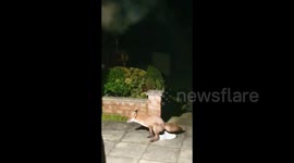Brazen fox steals UK man's shoe and quickly urinates in it