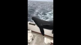 Sea lion climbs onto boat and starts eating US fishermen's bait off Mexico's coast