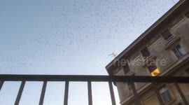 Mystical starlings fly over city of Rome