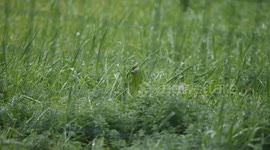 wet blades of grass