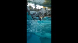 Penguins swimming