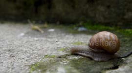 Snail and ant timelapse