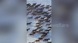 Thousands of horses gallop through fields of snow in China