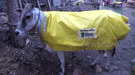 Cows in Ayodhya, India to get special winter coats this year