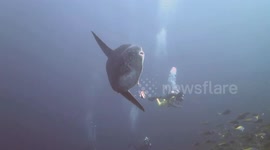 Massive Sunfish and diver off the coast of Nusa Penida