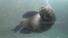 Seal spinning around and around