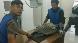 40-year-old turtle-type turtles that will lay eggs get optimal treatment from a veterinarian because of a right-back leg injury